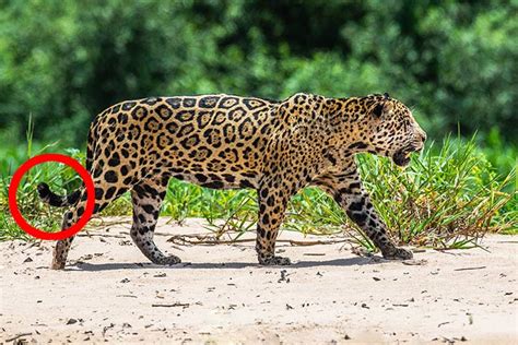 Jaguar vs. Leopard vs. Panther - What’s the Difference?