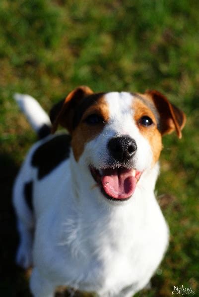 Chien Jack Russell Terrier CH Edge Du Domaine De La Clairiere Aux Loups