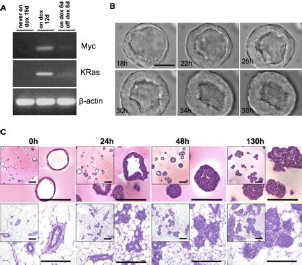 Regulation Of Transgenes In Three Dimensional Cultures Of Primary Mouse