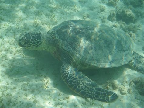 Hula Holiday: Anini Beach--Snorkeling for Turtles