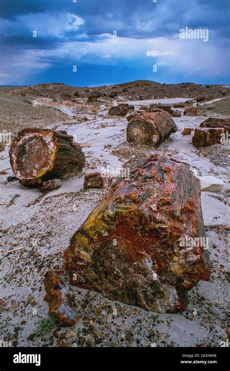 United States, Arizona, Petrified National Forest, Thousands of ...