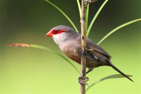 Common waxbill