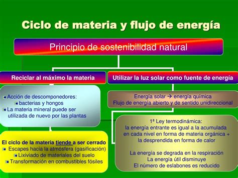 Flujo De Energia Y Ciclo De La Materia Compartir Materiales