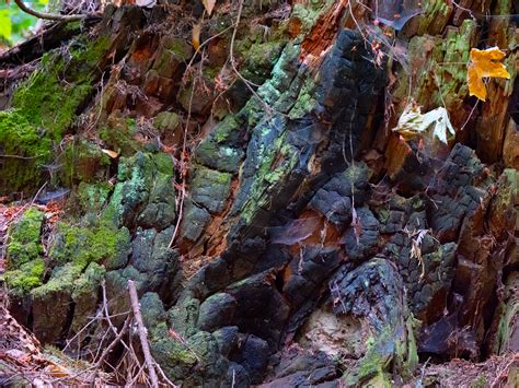 Stump Textures Behance