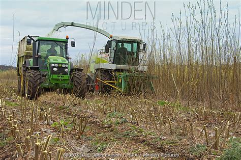 Stock Photo Minden Pictures