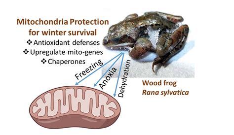 Antioxidants Free Full Text Mitochondria And The Frozen Frog