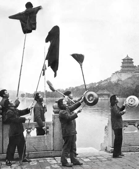 Hace 60 años China llevó a cabo una matanza masiva de gorriones