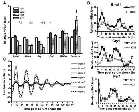 Clock Gene Expression And Circadian Rhythms In Rip Knockout Ko