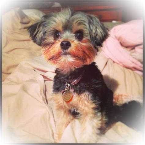 The Princess Baby Puppies Puppies Cute Dogs