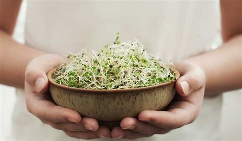 3 Recetas Súper Nutritivas Que Puedes Hacer Con Germinados