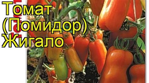 Томат Жигало. Краткий обзор, описание характеристик, где купить семена ...