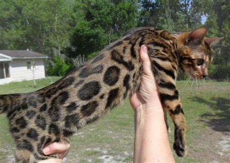 Although The Domesticated Bengal Cat Has Beautiful Physical Features