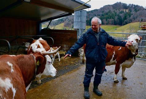 Hinterwälder Rinder sind auch im steilen Gelände trittsicher