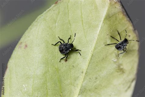 Nymphs Of Brown Marmorated Stink Bugs Halyomorpha Halys Stock Foto