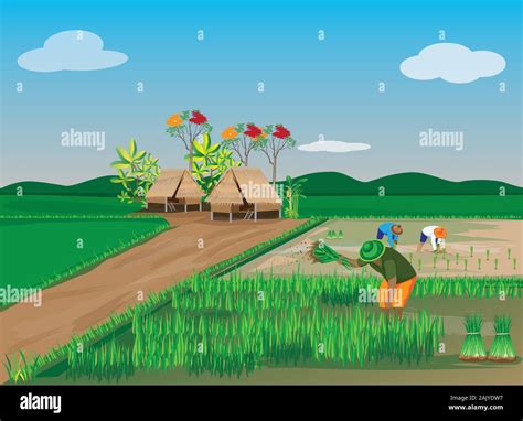 Farmer Work In Paddy Field Vector Design Stock Vector Image Art Alamy