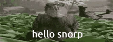 Snorp GIF - Snorp - Discover & Share GIFs