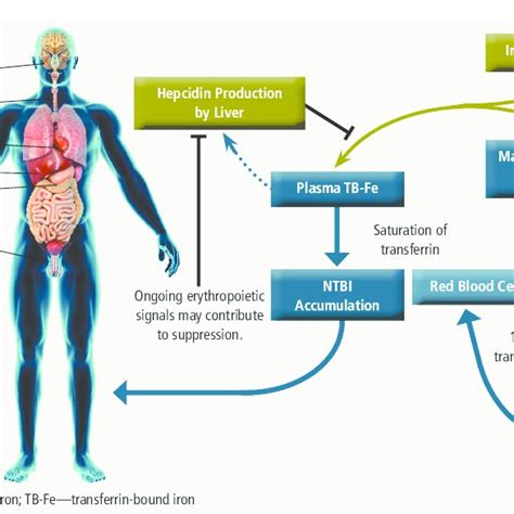 Clinical Evaluation Of Iron Overload Download Table