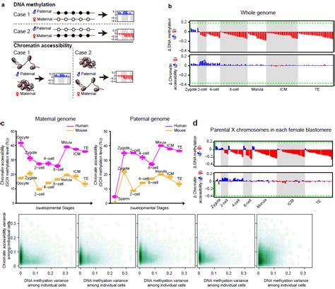 The Project Entitled Single Cell Multi Omics Sequencing Of Human Early