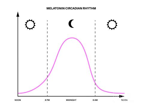 Sleep Wake Cycle Photograph By Pikovit Science Photo Library Fine