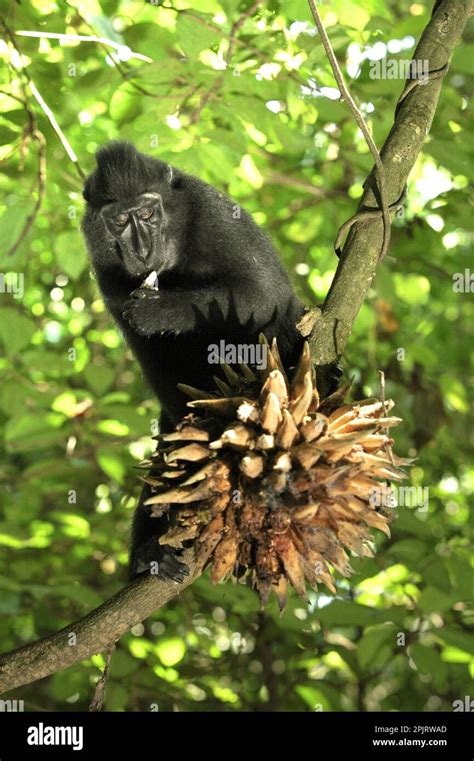 Un Macaco De Cresta Negra De Sulawesi Macaca Nigra Está Comiendo Una