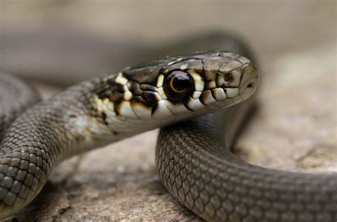 16 Eye Problems In Snakes And How To Help Reptile Craze