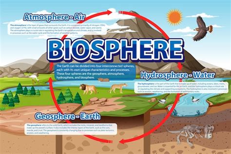 Infografía De Ecología De La Biosfera Para El Aprendizaje Vector Premium