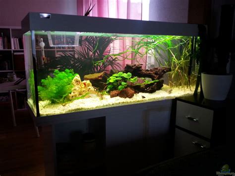 Aquarium Von Mstard Juwel 240l