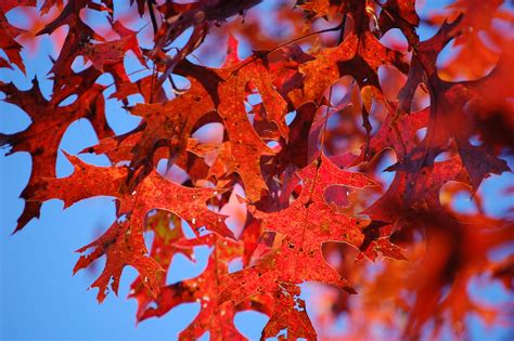 Mountain Photo Gallery: Fall Leaf Color in Western North Carolina Mountains