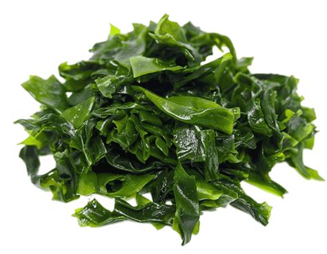 Pile Of Dark Green Seaweed Transparent Png Stickpng