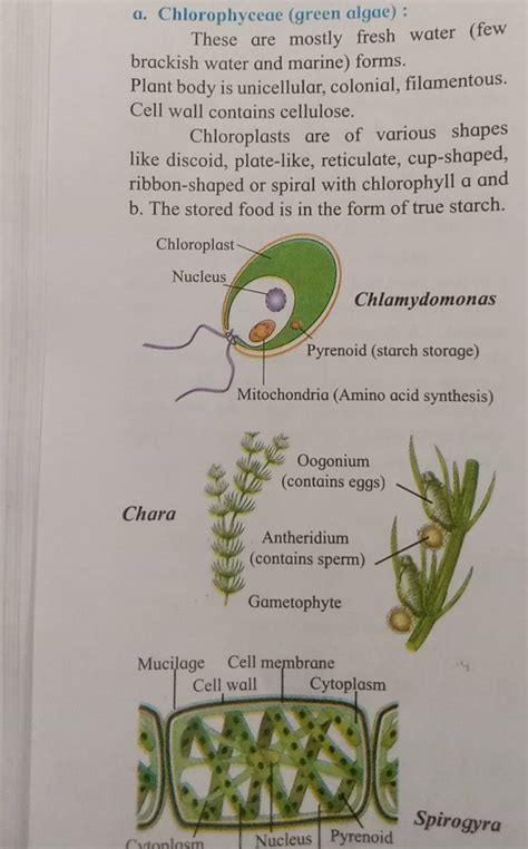 a. Chlorophyceae (green algae) : These are mostly fresh water (few bracki..