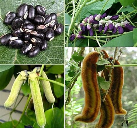 Seedstores Mucuna Pruriens Velvet Bean Cowitch Raw Black Bengal