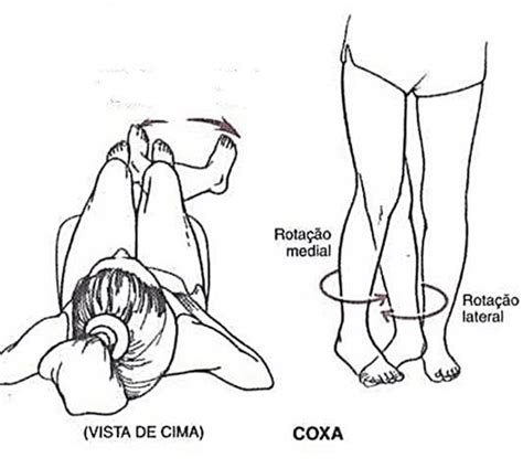 rotação medial e lateral do quadril Anatomia papel e caneta