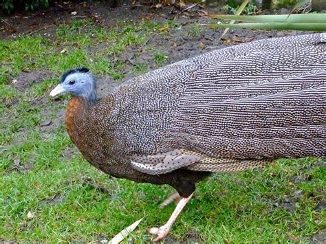 Great Argus Pheasant Argusianus Argus Peter Stubbs Flickr