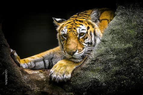 Wallpaper Tiger Wildlife Big Cats Whiskers Fauna Cat Like Mammal