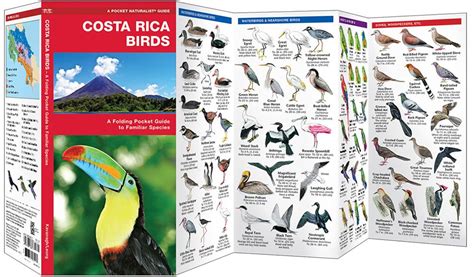 Costa Rica Birds Pocket Naturalist Guide