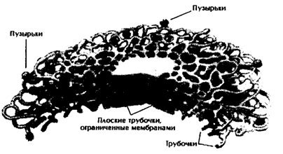 Аппарат гольджи | Биология