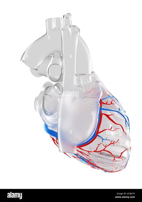 Coronary Blood Vessels Illustration Stock Photo Alamy