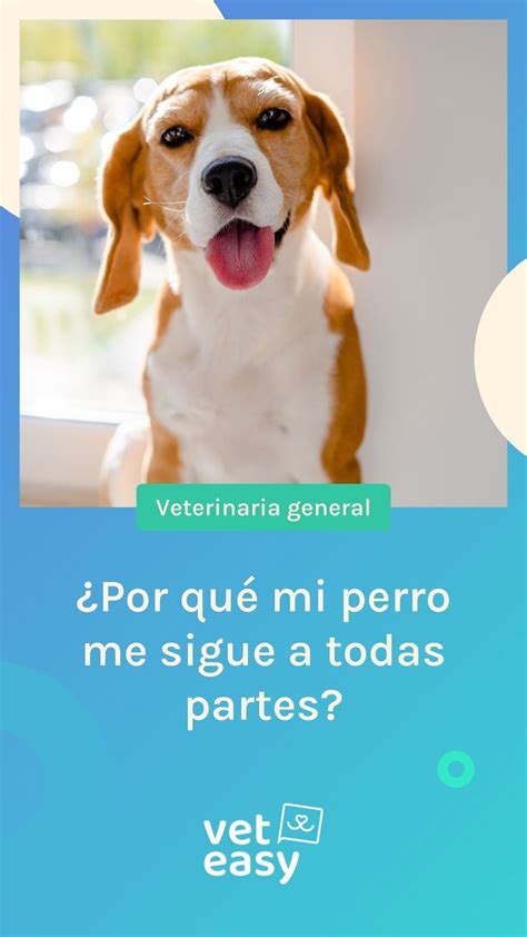 Por qué mi perro me sigue a todas partes Siente apego a mí Perros