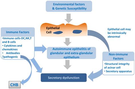 Update On Pathogenesis Of Sjogren S Syndrome Abstract Europe Pmc