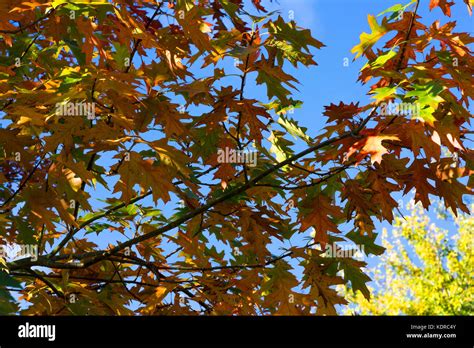 Scarlet Oak In Autumn Stock Photo Alamy