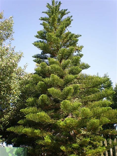 How To Plant Norfolk Island Pine Araucaria Heterophylla Dear Plants