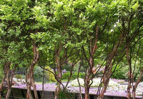 Betula Nigra Little King Fox Valley River Birch