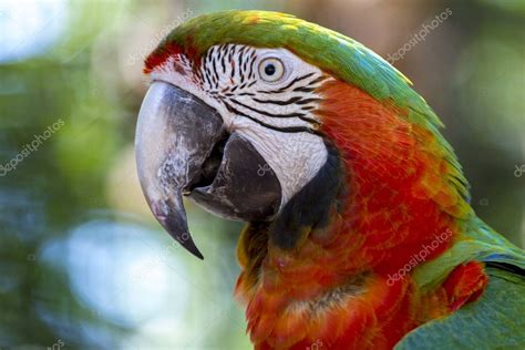 Primer plano de un colorido pájaro guacamayo tropical con pico negro