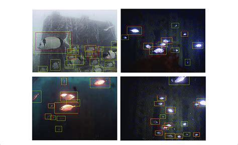 Four Examples Of Automated Fish Detection The Red Boxes Represent