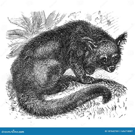 Binturong Bearcat Arctictis Binturong / Illustration from Brockhaus ...