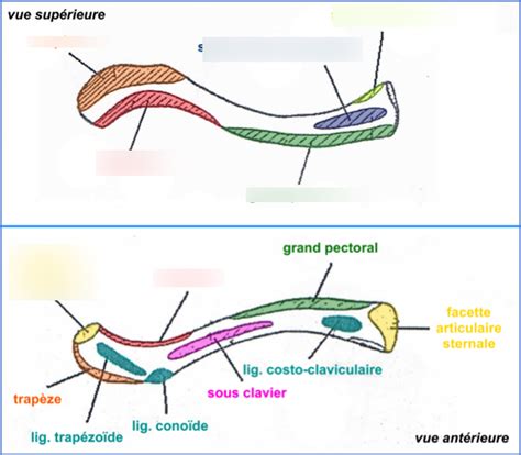 Diagramme de schéma de la clavicule partie 1 Quizlet