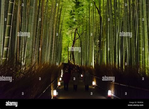 Bamboo Forest Night