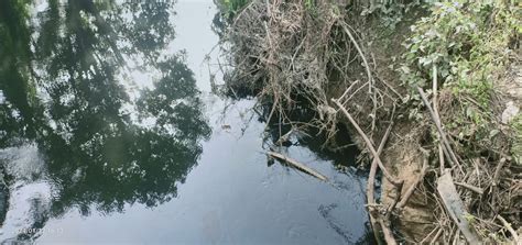 Sungai Tamiang Diduga Tercemar Limbah Pabrik Warga Keluhkan Bau Busuk