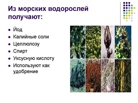 Низшие растения - презентация онлайн