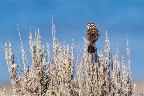 Lark Sparrow | Audubon Field Guide